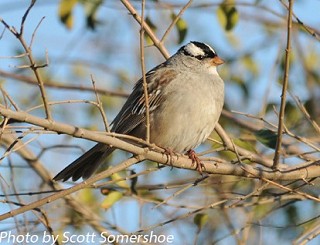 Tennessee's Watchable Wildlife