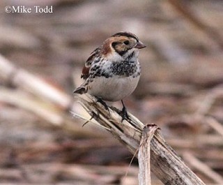 Tennessee's Watchable Wildlife