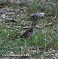 Tennessee's Watchable Wildlife