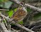 Tennessee's Watchable Wildlife