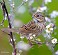 Tennessee's Watchable Wildlife