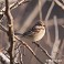 Tennessee's Watchable Wildlife