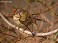 Tennessee's Watchable Wildlife