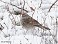 Tennessee's Watchable Wildlife