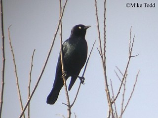 Tennessee's Watchable Wildlife