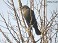 Tennessee's Watchable Wildlife