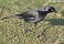 Tennessee's Watchable Wildlife