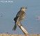 Tennessee's Watchable Wildlife