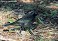 Tennessee's Watchable Wildlife