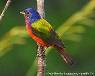 Tennessee's Watchable Wildlife
