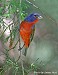 Tennessee's Watchable Wildlife