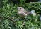 Tennessee's Watchable Wildlife