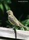 Tennessee's Watchable Wildlife