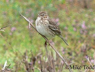 Tennessee's Watchable Wildlife