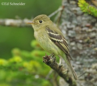 Tennessee's Watchable Wildlife