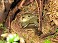 Tennessee's Watchable Wildlife