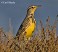 Tennessee's Watchable Wildlife
