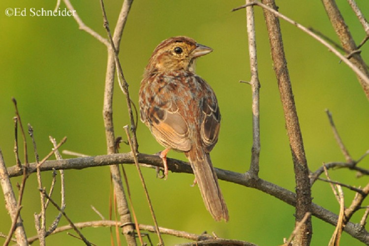 Birding Trails Tennessee Wildlife Resource Agency Bachman S Sparrow