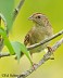 Tennessee's Watchable Wildlife