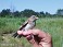Tennessee's Watchable Wildlife