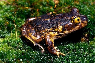 Tennessee's Watchable Wildlife