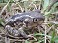 Tennessee's Watchable Wildlife