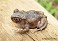 Tennessee's Watchable Wildlife