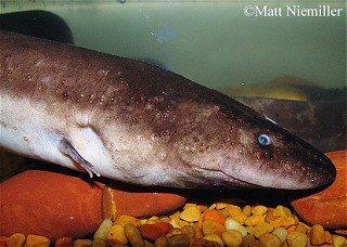 Tennessee's Watchable Wildlife