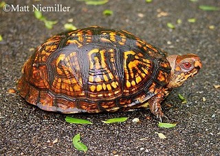 Tennessee's Watchable Wildlife
