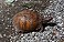 Tennessee's Watchable Wildlife