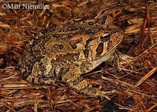 Tennessee's Watchable Wildlife