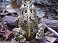 Tennessee's Watchable Wildlife