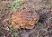 Tennessee's Watchable Wildlife