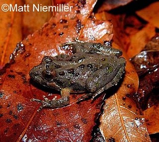 Tennessee's Watchable Wildlife