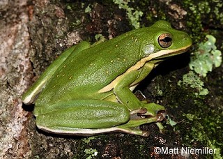 Tennessee's Watchable Wildlife