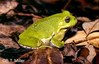Tennessee's Watchable Wildlife