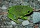 Tennessee's Watchable Wildlife