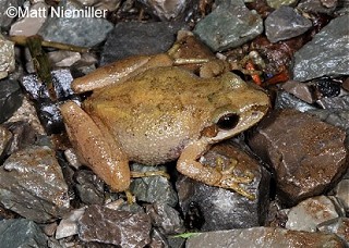 Tennessee's Watchable Wildlife