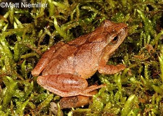 Tennessee's Watchable Wildlife