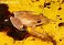 Tennessee's Watchable Wildlife