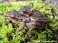 Tennessee's Watchable Wildlife