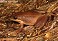 Tennessee's Watchable Wildlife