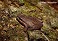 Tennessee's Watchable Wildlife