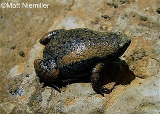 Tennessee's Watchable Wildlife