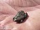 Tennessee's Watchable Wildlife