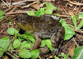 Tennessee's Watchable Wildlife