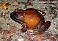 Tennessee's Watchable Wildlife