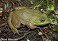 Tennessee's Watchable Wildlife