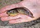 Tennessee's Watchable Wildlife