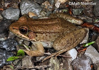 Tennessee's Watchable Wildlife